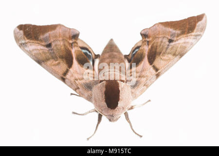 Eyed hawk Moth, Smerinthus ocellata, in North Dorset gefunden und fotografiert auf einem weißen Hintergrund. North Dorset England UK GB Stockfoto