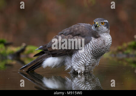 Havik wandelend Tür het water; Northern goshawk im Wasser sitzen Stockfoto