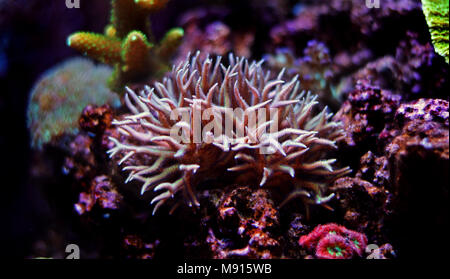Birdnest SPS Coral - Seriatopora caliendrum Stockfoto