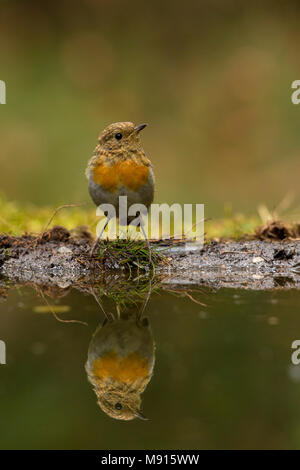 Roodborst met reflectie op Wasser; robinwith Spiegel auf Wasser; Stockfoto