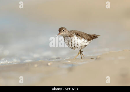 Amerikaanse Oeverloper op het Strand, beschmutzt die Sandpiperon beacht Stockfoto