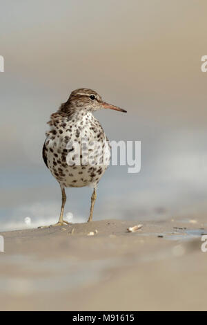 Amerikaanse Oeverloper op het Strand, beschmutzt die Sandpiperon beacht Stockfoto