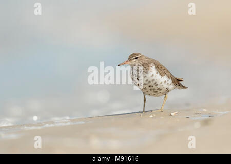 Amerikaanse Oeverloper op het Strand, beschmutzt die Sandpiperon beacht Stockfoto