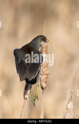 Waterhoen jomg Klimt bovenop een grote Lisdodde; Sumpfhuhn Kinder klettern auf der Oberseite des Gemeinsamen cattail; Stockfoto