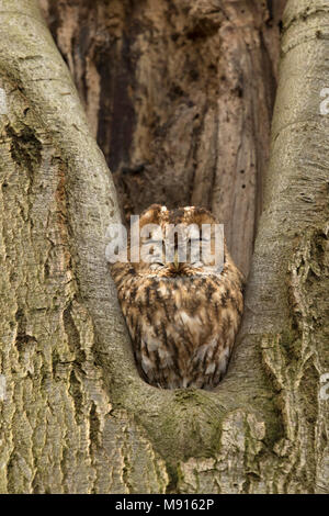 In Bosuil rustend boomholte; Waldkauz Rastplätze in treehole; Stockfoto