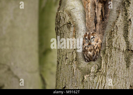 In Bosuil rustend boomholte; Waldkauz Rastplätze in threehole; Stockfoto