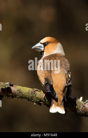 Appelvink Mann op Tak, Hawfinch Männchen auf dem Zweig Stockfoto