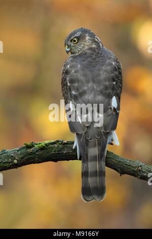 Sperwer Mann verrostete op Tak; Eurasian sparrowhawk ruht auf pearch; Stockfoto