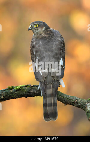 Sperwer Mann verrostete op Tak kijkend naar links; Eurasian sparrowhawk ruht auf pearch Suchen Links; Stockfoto