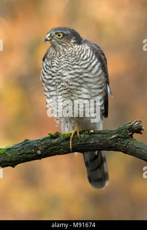 Sperwer Mann verrostete op Tak; Eurasian sparrowhawk ruht auf pearch; Stockfoto