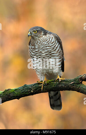 Sperwer Mann verrostete op Tak; Eurasian sparrowhawk ruht auf pearch; Stockfoto