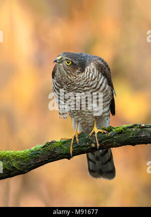 Sperwer Mann verrostete op Tak; Eurasian sparrowhawk ruht auf pearch; Stockfoto