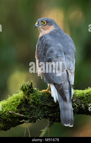 Sperwer Mann verrostete op Tak; Eurasian sparrowhawk ruht auf pearch; Stockfoto