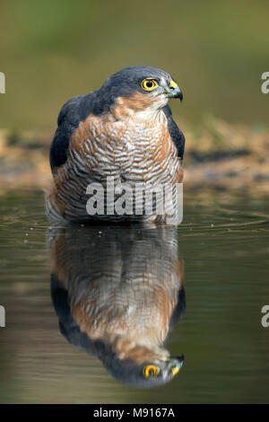 Sperwer Mann zittend in het watre, Eurasian sparrowhawk im Wasser sitzen. Stockfoto