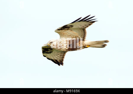 Ruigpootbuizerd vliegend, rauh-legged Buzzard fliegen, Stockfoto