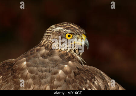 Havik über de schouder kijkend; Northern goshawk über die Schulter schauen Stockfoto