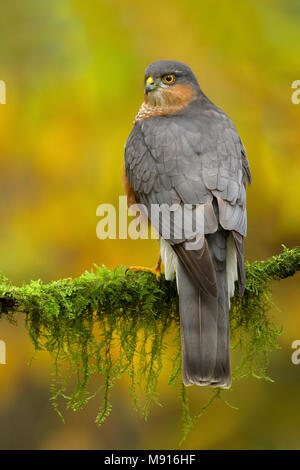 Sperwer Mann verrostete op Tak; Eurasian sparrowhawk ruht auf pearch; Stockfoto