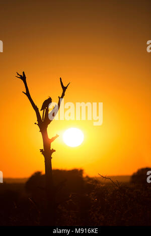 Vale Toerako Zons opkomst, Grau Go-Away - Vogel im ersten Sonnenlicht, Stockfoto