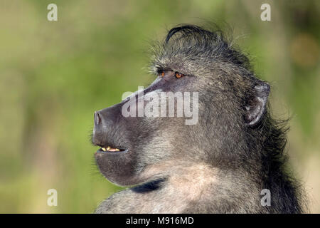 Baviaan portret; Chacma Baboon portret; Stockfoto