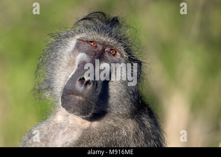 Baviaan portret; Chacma Baboon portret; Stockfoto