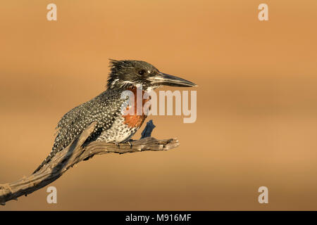 Reuzen Ijsvogel Mann op Tak; Giant Kingfisher männlichen auf Niederlassung; Stockfoto