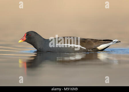 Waterhoen zwemmend ; gemeinsame Sumpfhuhn schwimmen; Stockfoto