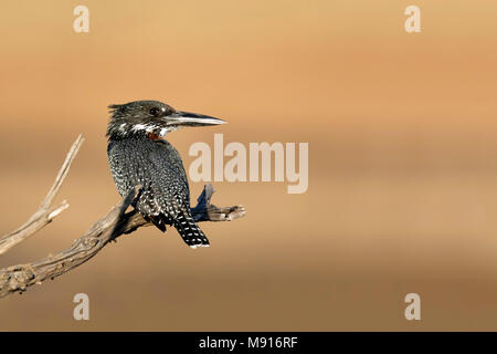 Reuzenijsvogel; Giant Kingfisher; Stockfoto