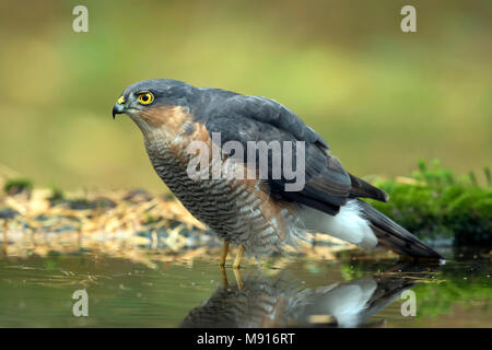 Sperwer Mann in het water; Eurasian sparrowhawk in Wasser; Stockfoto