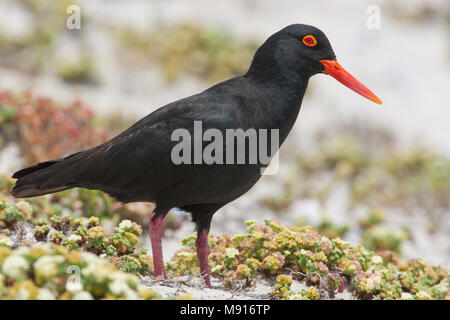 Afrikaanse Zwarte Scholekster, afrikanischen schwarzen Austernfischer Stockfoto