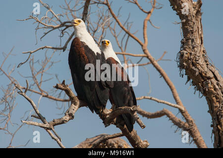 Een paartje Zeearenden Afrikaanse in een Kale boom, ein paar afrikanische Fische Adler in einem Baum Stockfoto