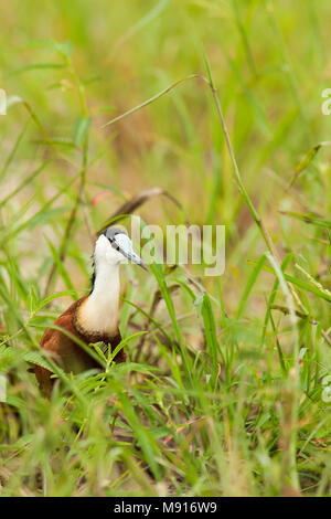 Lelie-loper in Groene vegetatie, African Jacana in Grün der Vegetation Stockfoto