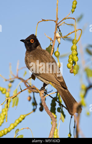 Mascurbuulbuul zittend in Akazie Etosha NP Namibie, African red-eyed Bulbul im Acacia Namibia Etosha NP gehockt Stockfoto