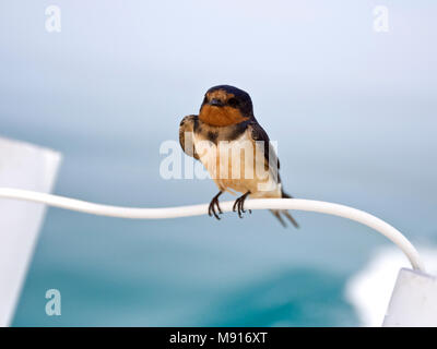 Amerikaanse Boerenzwaluw (ondersoort erythrogaster) uitrustend op Reling van schip Yucatan Mexiko, Amerikanische Rauchschwalbe (unterart erythrogaster) re Stockfoto