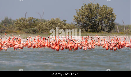 Rode Flamingo een Groep Mexiko, Amerikanische Flamingo eine Herde Mexiko Stockfoto