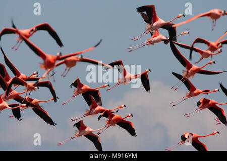 Rode Flamingo een Groep in Vlucht Mexiko, Amerikanische Flamingo eine Herde im Flug Mexiko Stockfoto