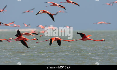 Rode Flamingo een Groep in Vlucht Mexiko, Amerikanische Flamingo eine Herde im Flug Mexiko Stockfoto