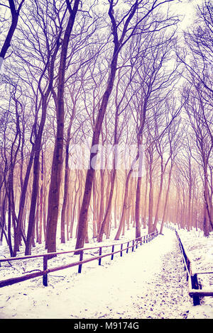 Winter wald landschaft mit Schnee bedeckt Pfad, Farbe getonte Bild. Stockfoto