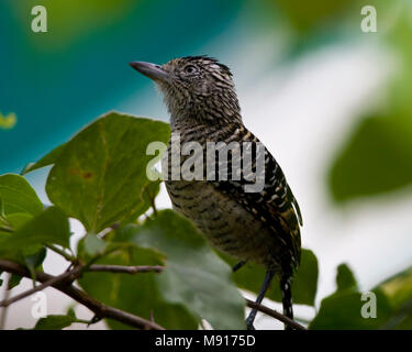 Mannetje Gebandeerde Mierklauwier in Boom Tobago, männliche Gesperrt Antshrike im Baum Tobago Stockfoto