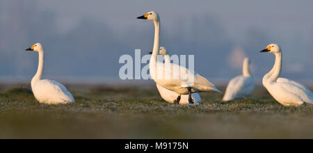 Kleine Zwaan Groep in weiland Nederland, Bewicks Swan Group im Bereich Niederlande Stockfoto