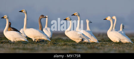 Kleine Zwaan Groep in weiland Nederland, Bewicks Swan Group im Bereich Niederlande Stockfoto