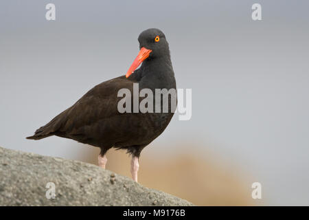 Amerikaanse Zwarte Scholekster nach op rots Californie USA, Schwarze Austernfischer erwachsenen rock Kalifornien USA Stockfoto