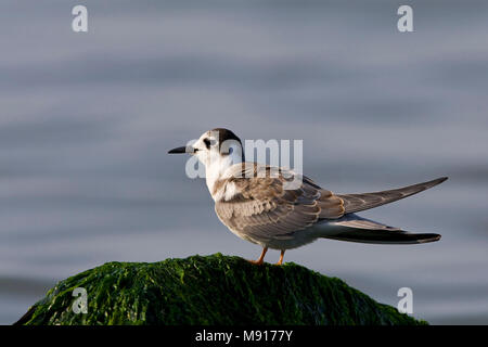 Zwarte Stern juveniel strekdam zittend op Nederland, Schwarz Tern juvenile Niederlande gehockt Stockfoto