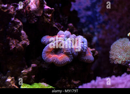 Öffnen Gehirn LPS Korallen in Reef Aquarium Tank Stockfoto