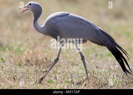 Stanley - kraanvogel lopend Namibie, Blue Crane wandern Namibia Stockfoto