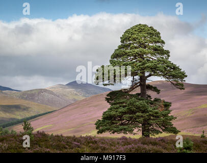 Caledonian Pinienwald Stockfoto