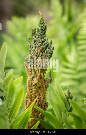 Königsfarn Osmunda regalis Stockfoto