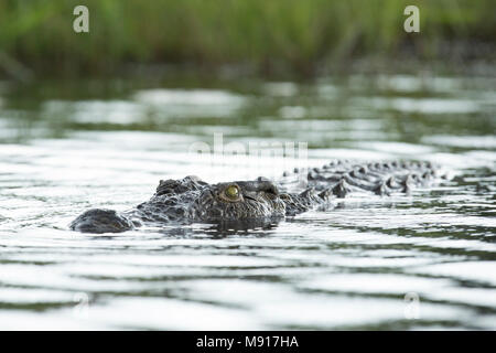 Ein Krokodil schwimmen im Chobe River, Chobe National Park, Botswana. Stockfoto