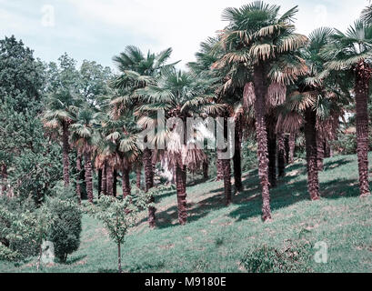 Arboretum von tropischen und subtropischen Pflanzen. Stockfoto