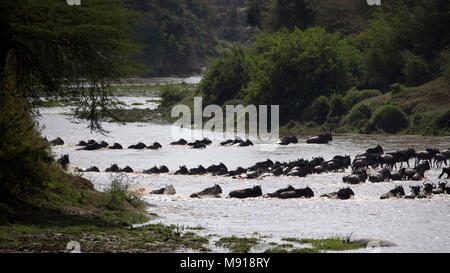Herde von Migration der Gnus (connochaetes Taurinus) Kreuzung Mara River. Masai Mara Game Reserve. Kenia.