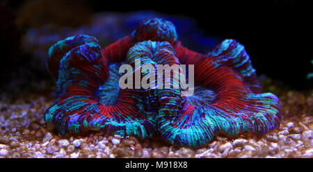 Öffnen Gehirn LPS Korallen in Reef Aquarium Tank Stockfoto